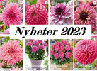 Dahlia Nyheter 2023