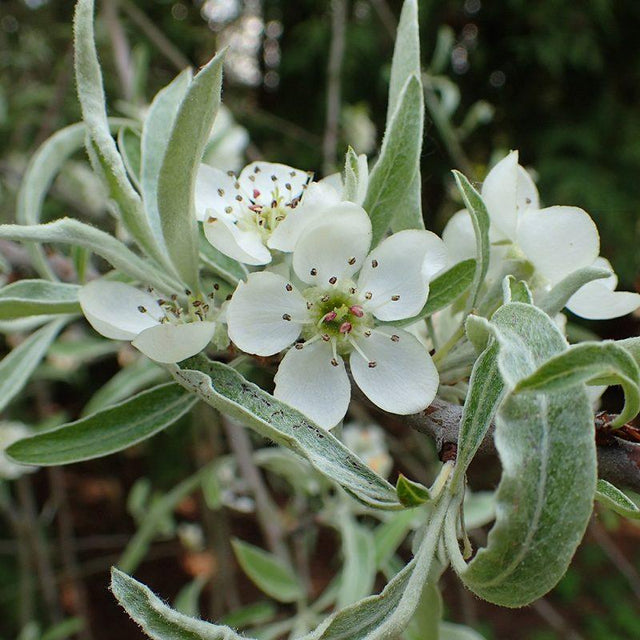 Päronträd - Svedberga Plantskola AB