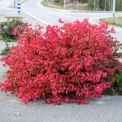 Benved - Svedberga Plantskola AB