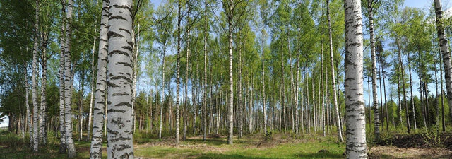 Björk - Svedberga Plantskola AB