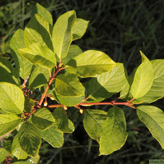 Brakved - Svedberga Plantskola AB