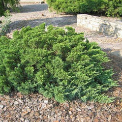 En - Svedberga Plantskola AB