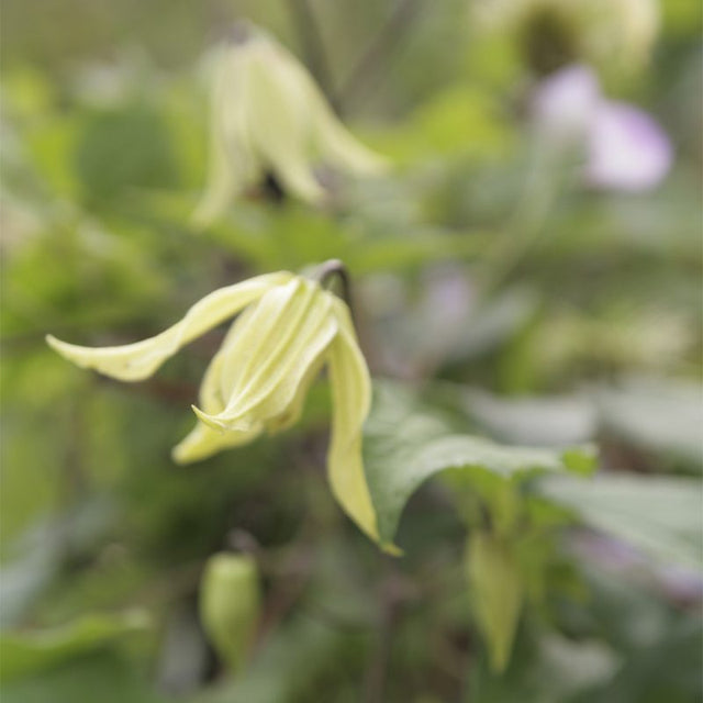 Gullclematis