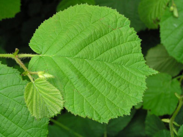 Hassel - Svedberga Plantskola AB