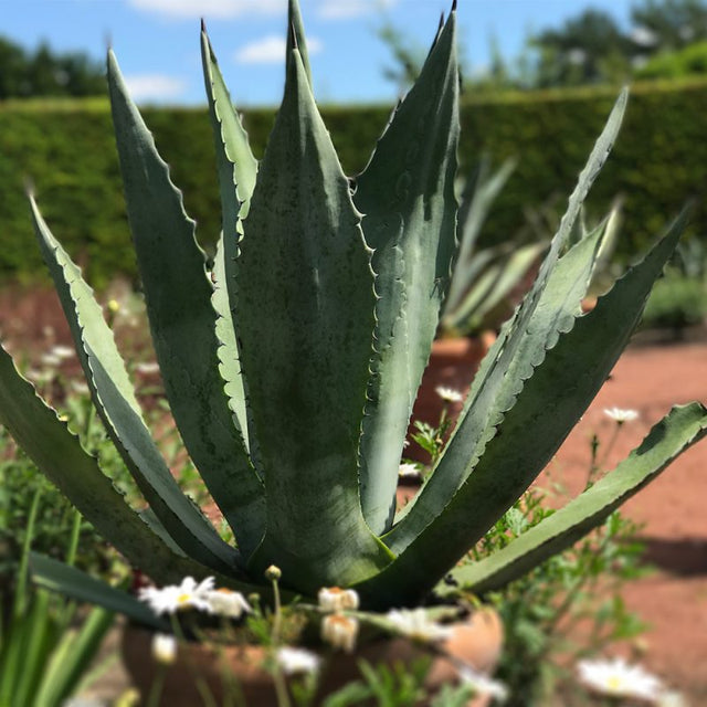 Agave