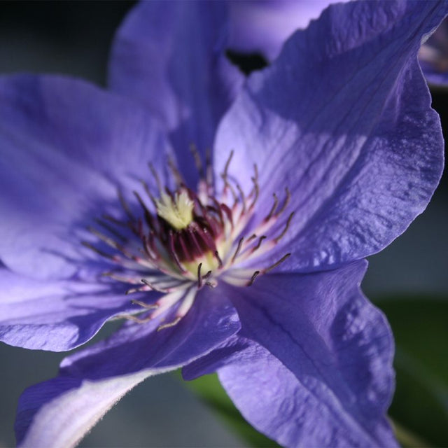 Clematis (Tidig storblommig)