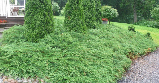 Marktäckare - Svedberga Plantskola AB