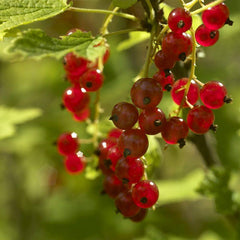 Röda vinbär - Svedberga Plantskola AB