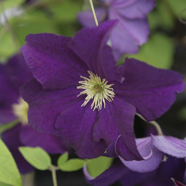 Clematis (Sen storblommig)