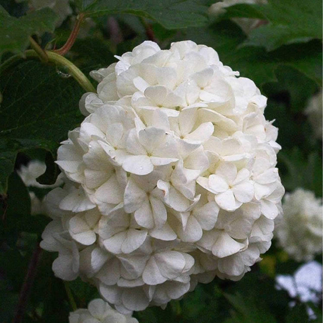 Snöbollsbuske - Svedberga Plantskola AB