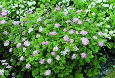 Spirea - Svedberga Plantskola AB