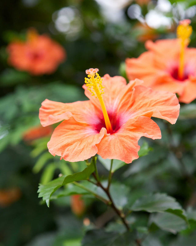 Hibiskus