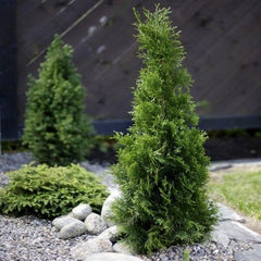 Thuja - Svedberga Plantskola AB