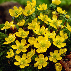 Vintergäck-Eranthis - Svedberga Plantskola AB