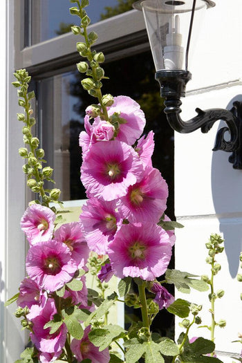 Stockros-Alcea Rosea - Svedberga Plantskola AB