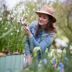 Collection image for: Fritillaria