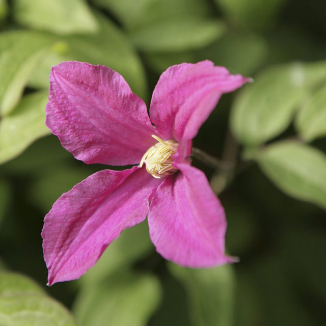 Clematis Viticella