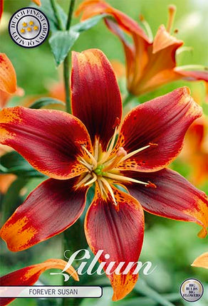 Asiatlilja-Lilium Forever Susan 2-pack