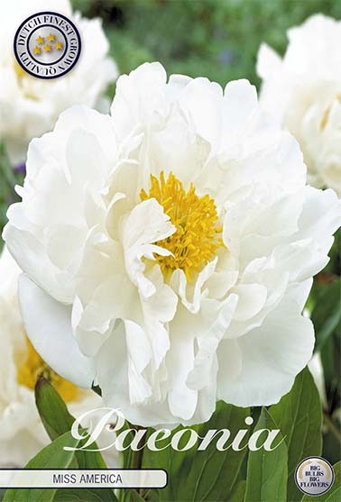 Pion-Paeonia Miss America 1-pack