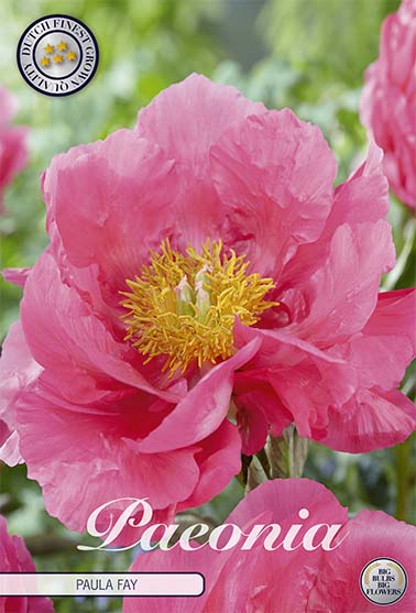 Pion-Paeonia Paula Fay 1-pack