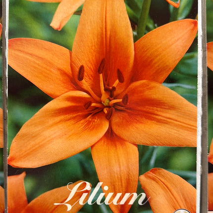 Lilium-Asiatlilja 'Orange Summer' NYHET 2-pack