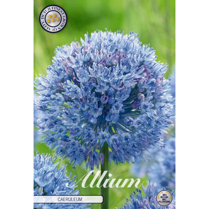 Allium 'Caeruleum' 15-pack