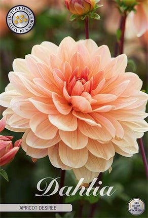 Dahlia Apricot Desiree Dekorativ 1-pack NYHET