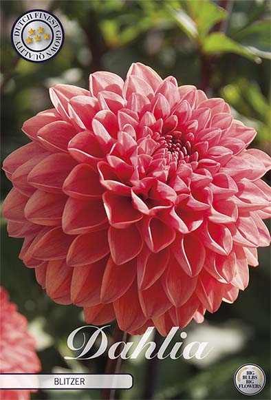 Dahlia Blitzer Dekorativ 1-pack NYHET