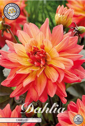 Dahlia Camelot Dekorativ 1-pack NYHET