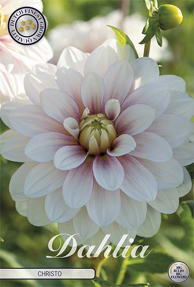 Dahlia Christo Dekorativ 1-pack NYHET