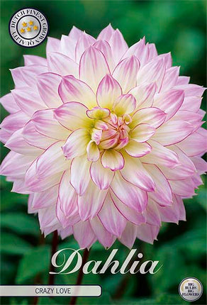 Dahlia Crazy Love Dekorativ 1-pack NYHET