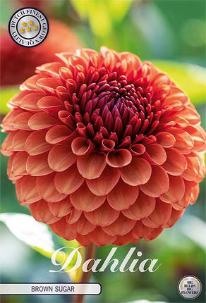 Dahlia Boll Brown Sugar 1-pack NYHET