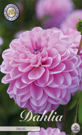 Dahlia Boll Dallas 1-pack NYHET