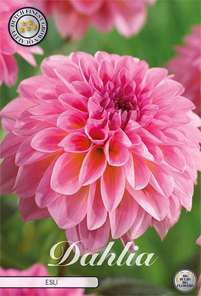 Dahlia Boll Esli 1-pack NYHET