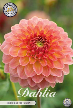 Dahlia Boll Hillcrest Suffusion 1-pack NYHET