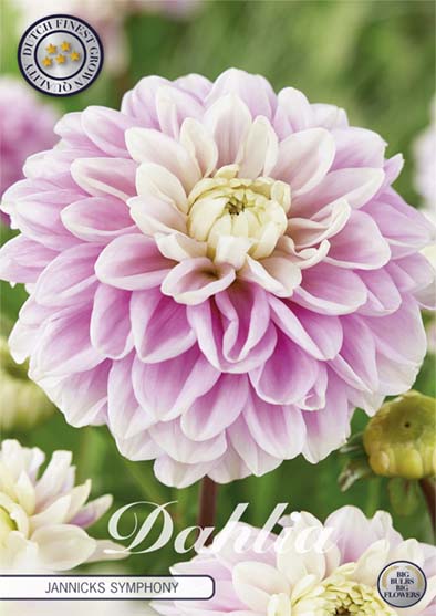 Dahlia Boll Jannicks Symphony 1-pack NYHET