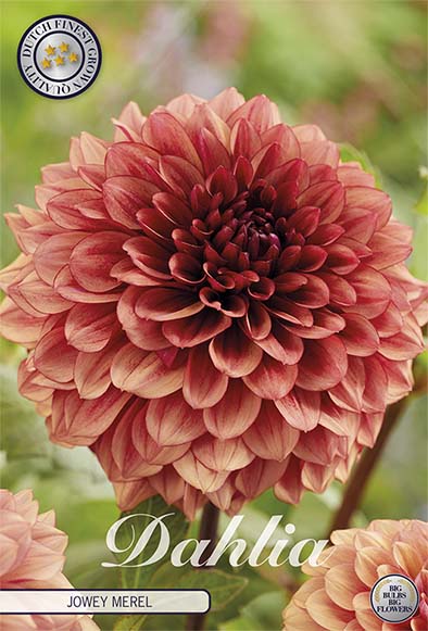 Dahlia Boll Jowey Merel 1-pack NYHET