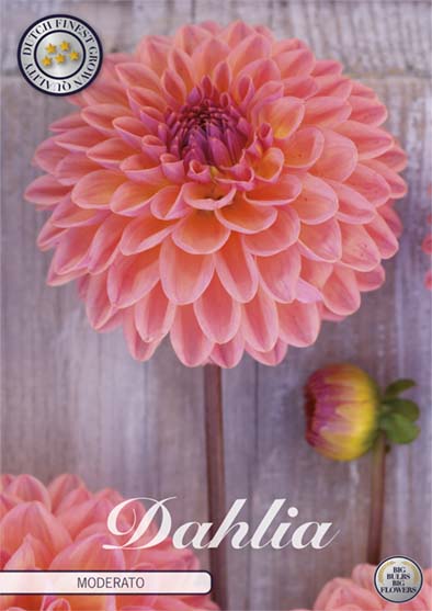 Dahlia Boll Moderato 1-pack NYHET