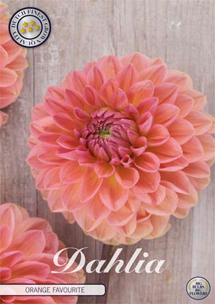 Dahlia Boll Orange Favourite 1-pack NYHET