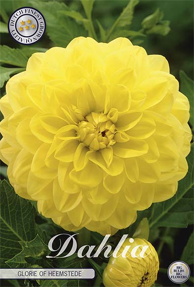 Dahlia Glorie of Heemstede Dekorativ 1-pack