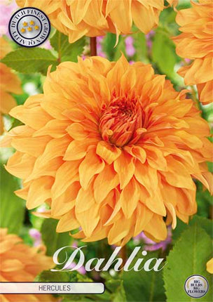 Dahlia Hercules Dekorativ 1-pack NYHET