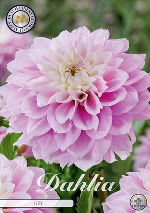 Dahlia Izzy Dekorativ 1-pack NYHET