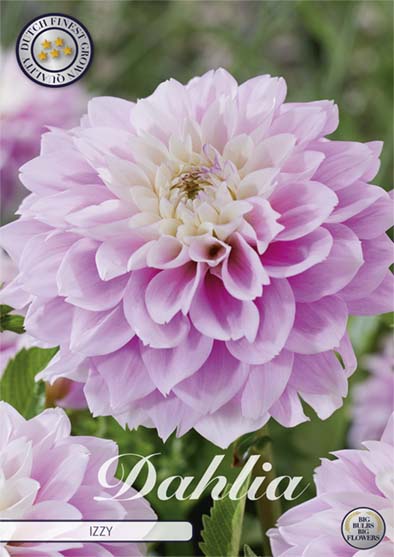 Dahlia Izzy Dekorativ 1-pack NYHET