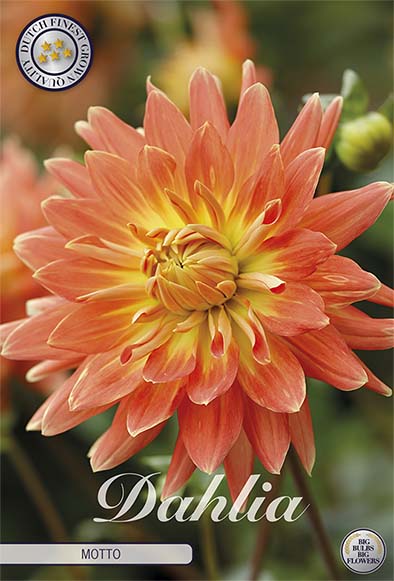 Dahlia Motto Dekorativ 1-pack NYHET