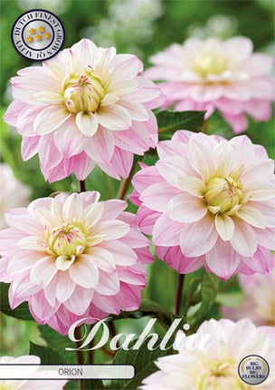 Dahlia Orion Dekorativ 1-pack NYHET