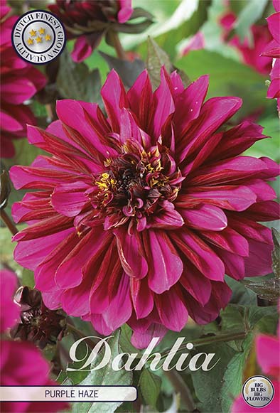 Dahlia Purple Haze Dekorativ 1-pack NYHET