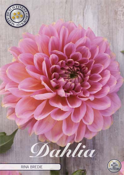 Dahlia Rina Bredie Dekorativ 1-pack NYHET