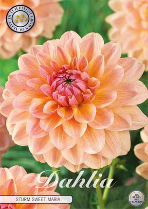 Dahlia Sturm Sweet Maria Dekorativ 1-pack NYHET