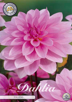 Dahlia Tolledo Dekorativ 1-pack NYHET