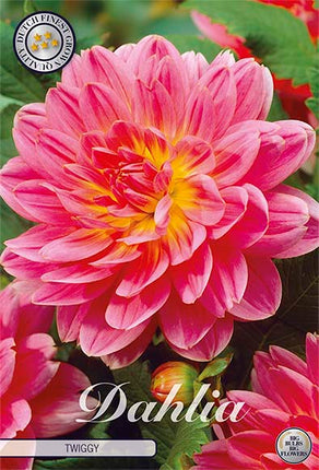 Dahlia Twiggy Dekorativ 1-pack NYHET